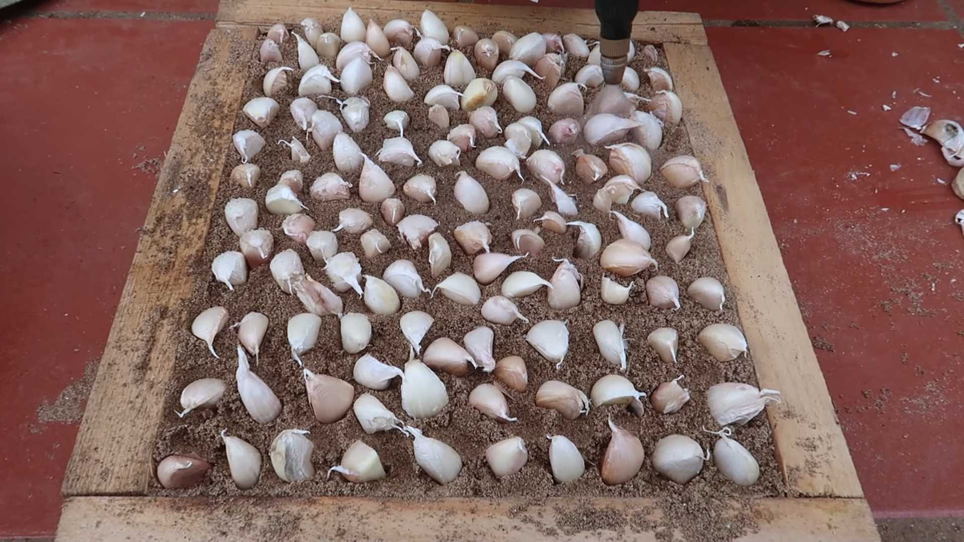 Knoblauch anbauen Plastiktüte