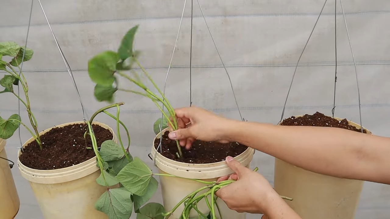 Vertikale Süßkartoffeln anbauen