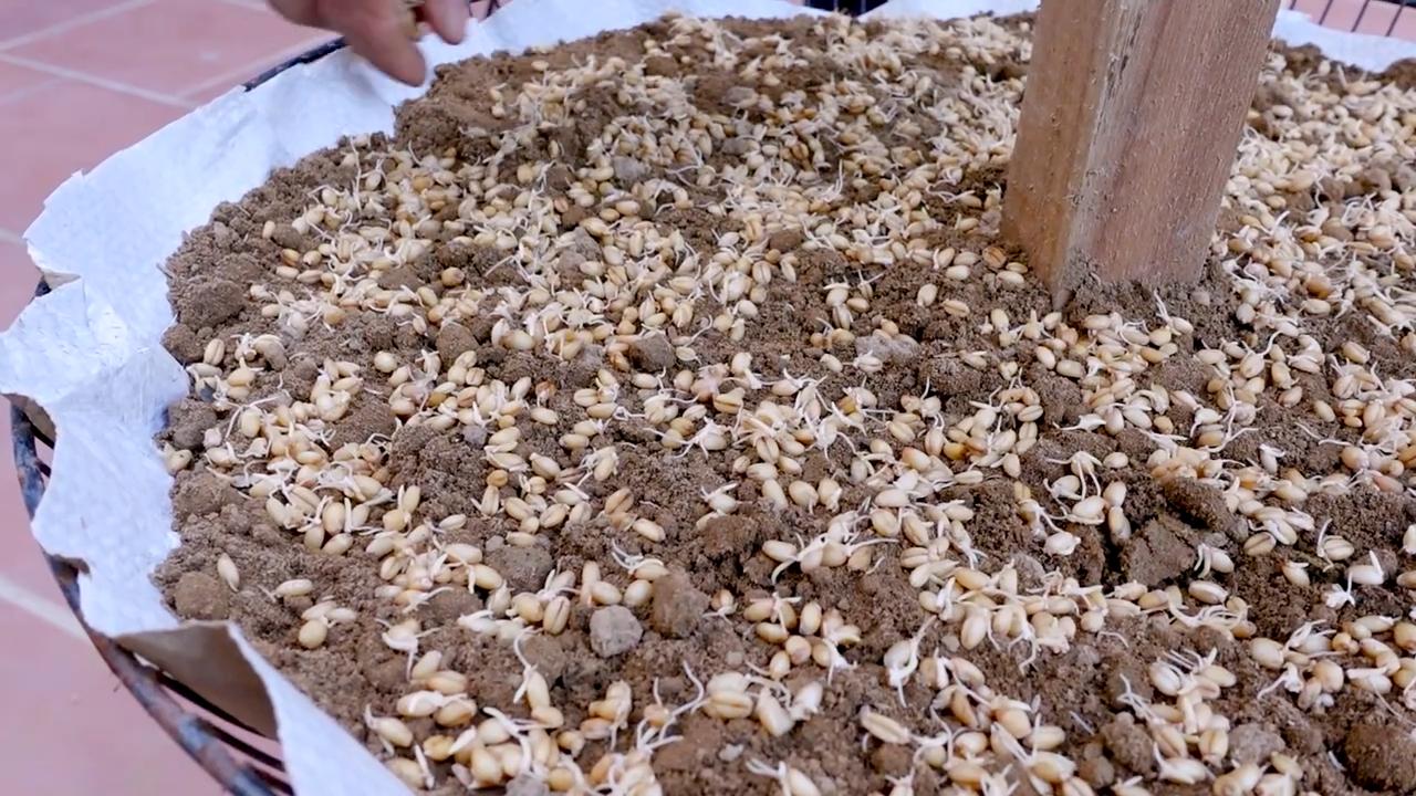 Weizengras Anbau für Saft