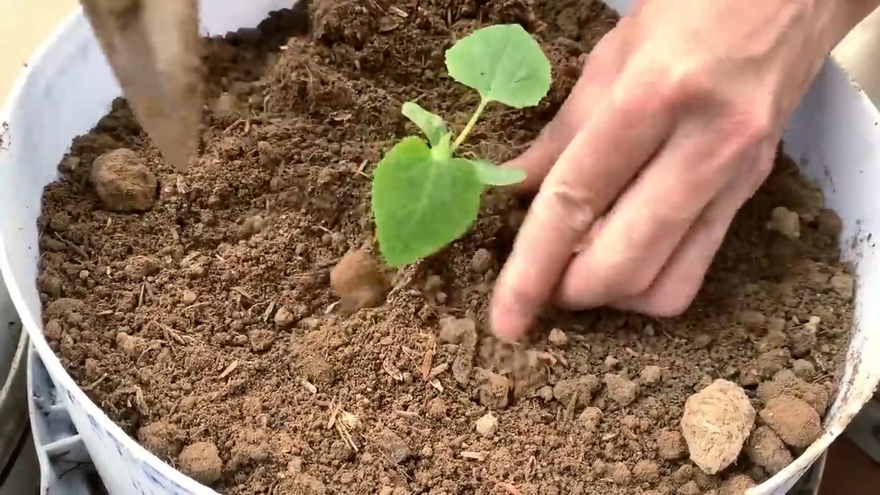Wassermelone Anbau Trick