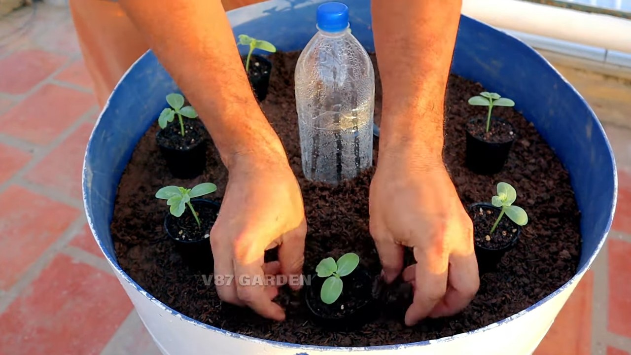 Wassermelonen Anbau im Topf