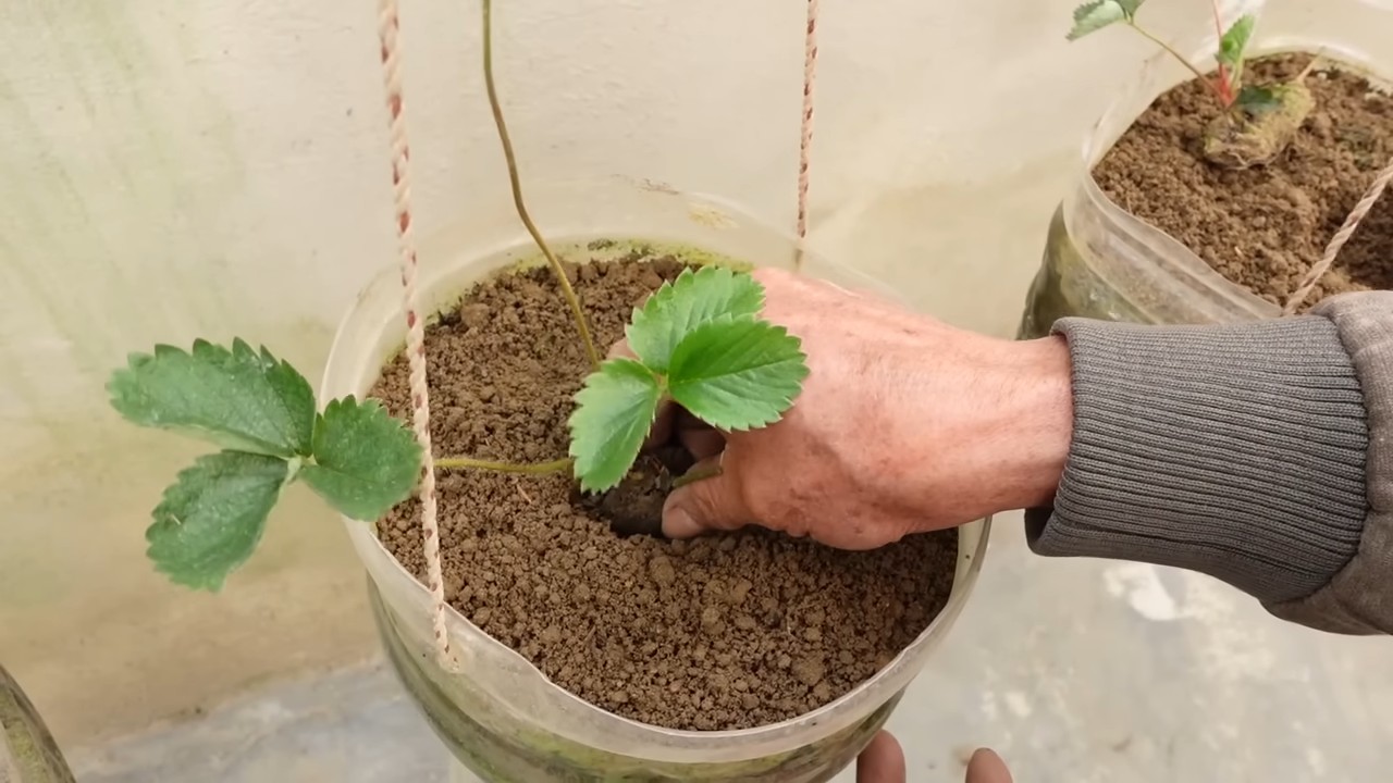 Erdbeeren anbauen im Garten
