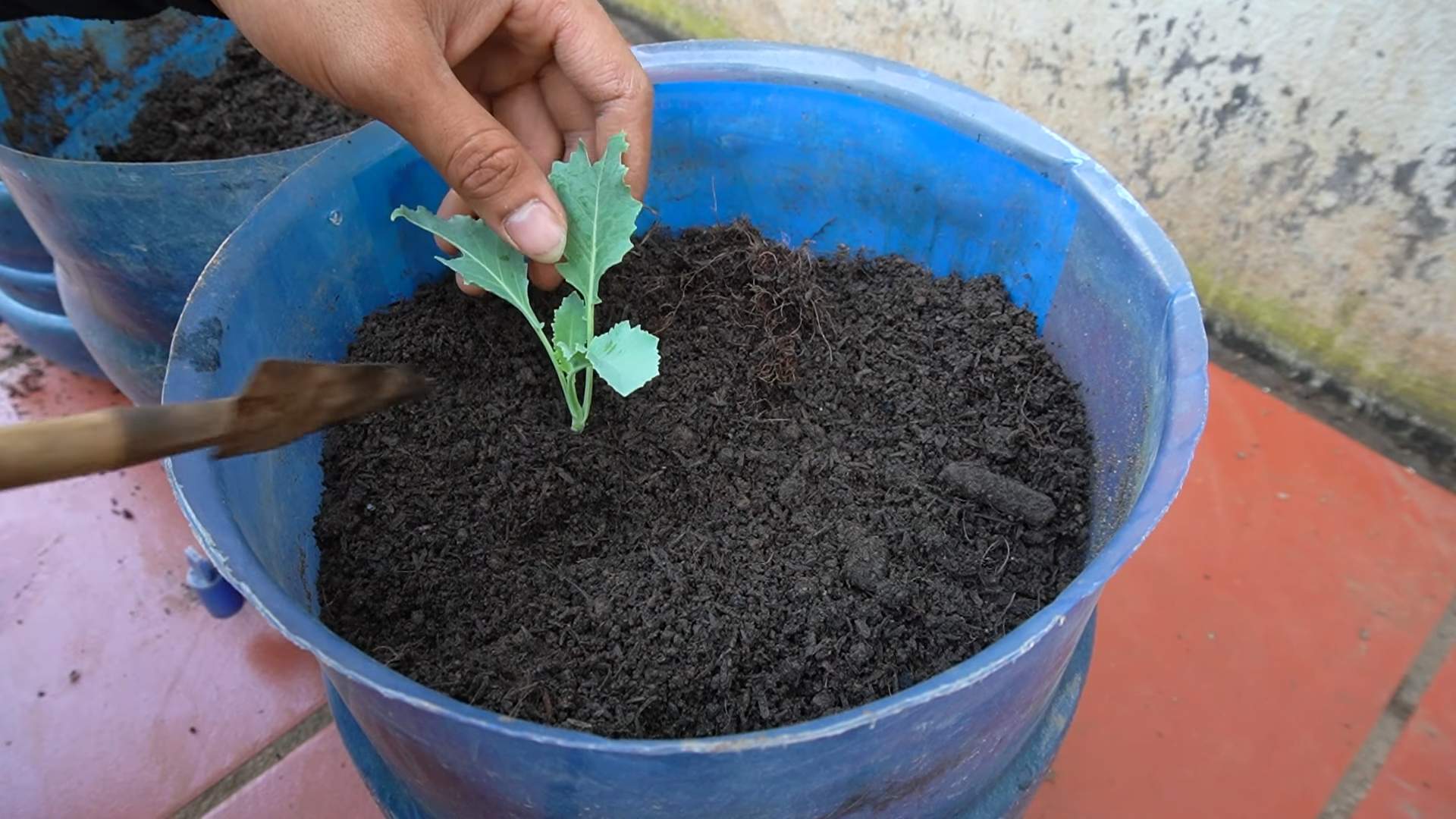 Kohlrabi Anbau Tipps