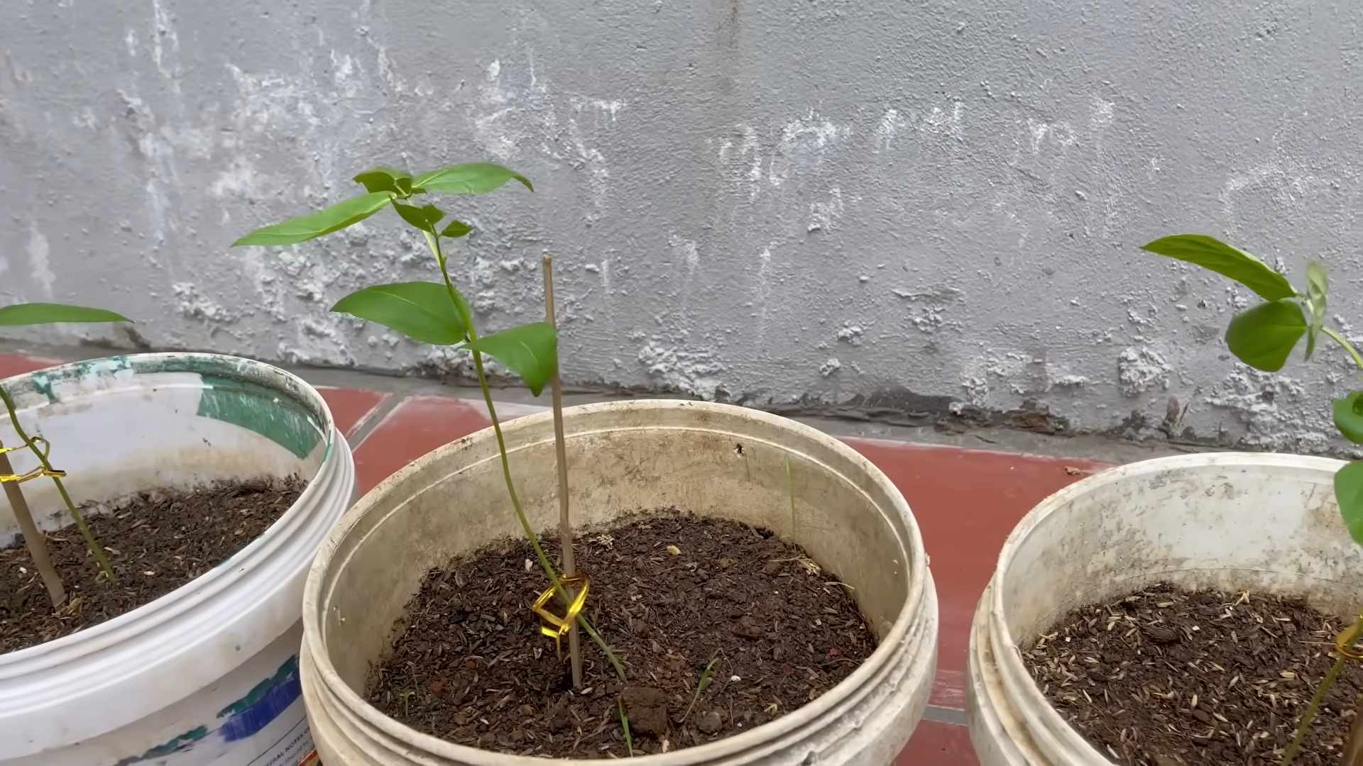 Schnellwachsende Bohnen Pflege