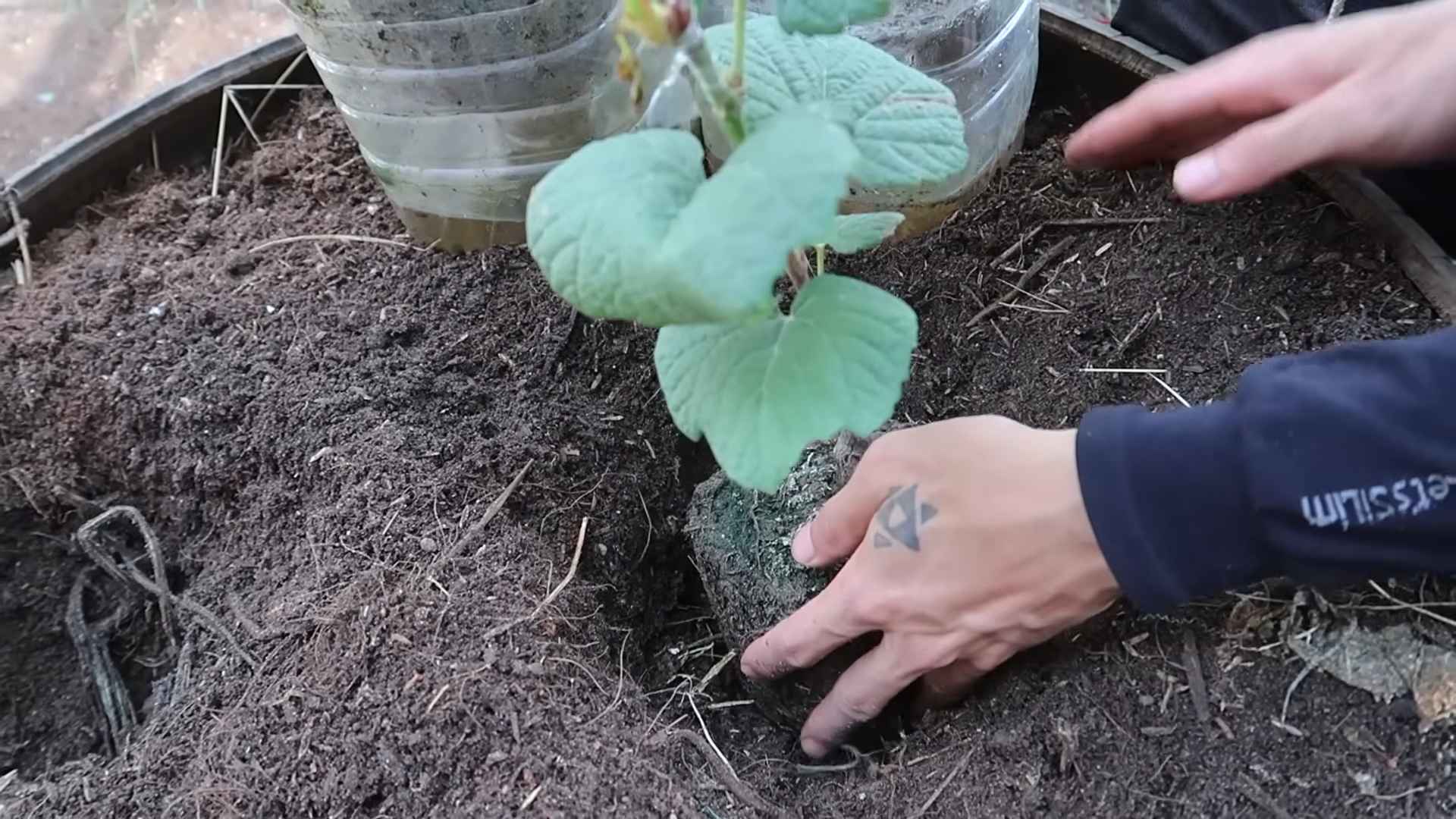 Zuckerarme Ernährung mit Gartenfrüchten