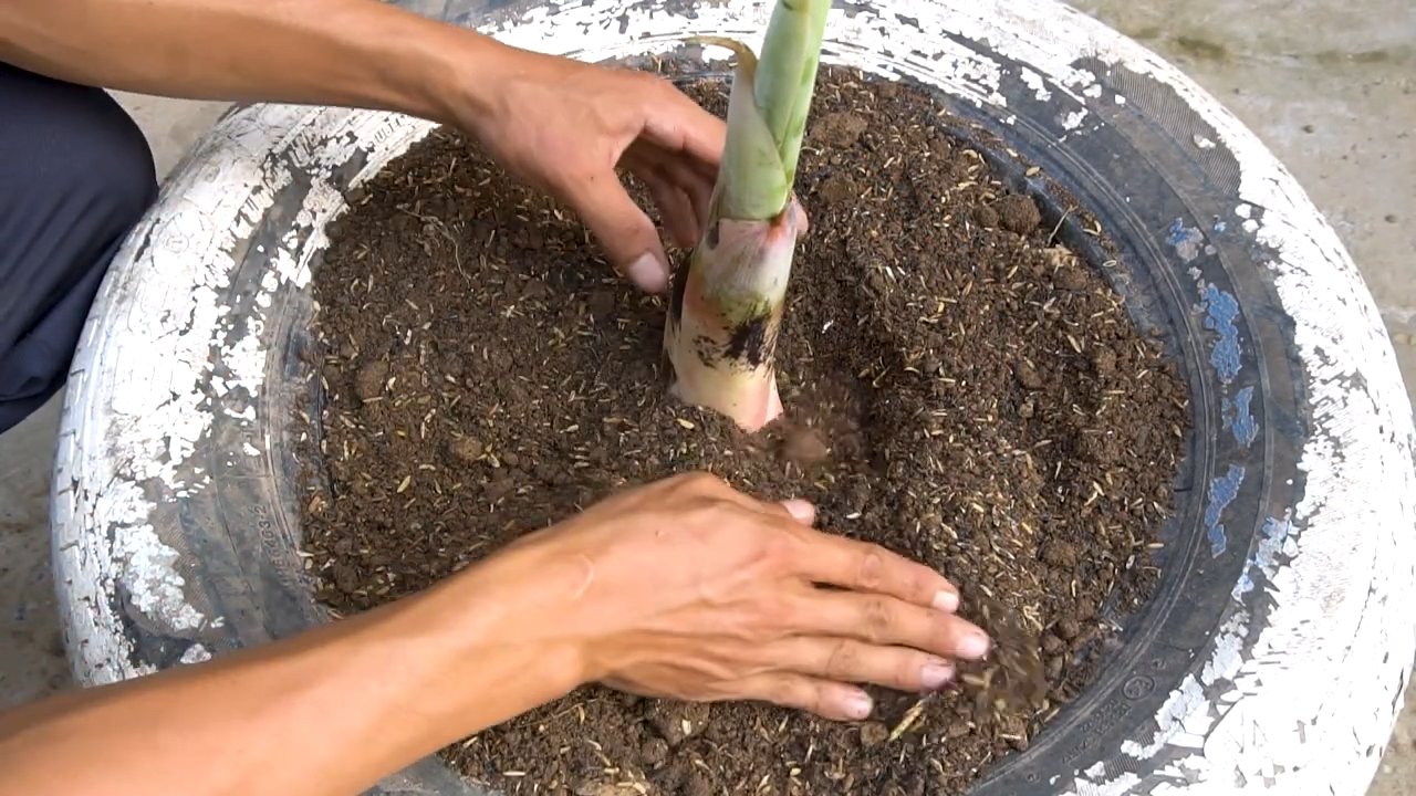 Bananen reifen zu Hause