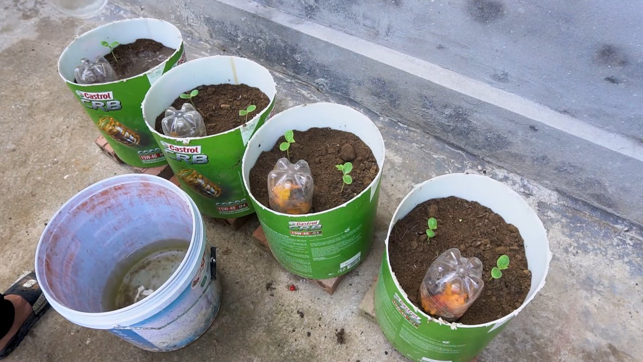 Kompakte Wassermelone Anbau