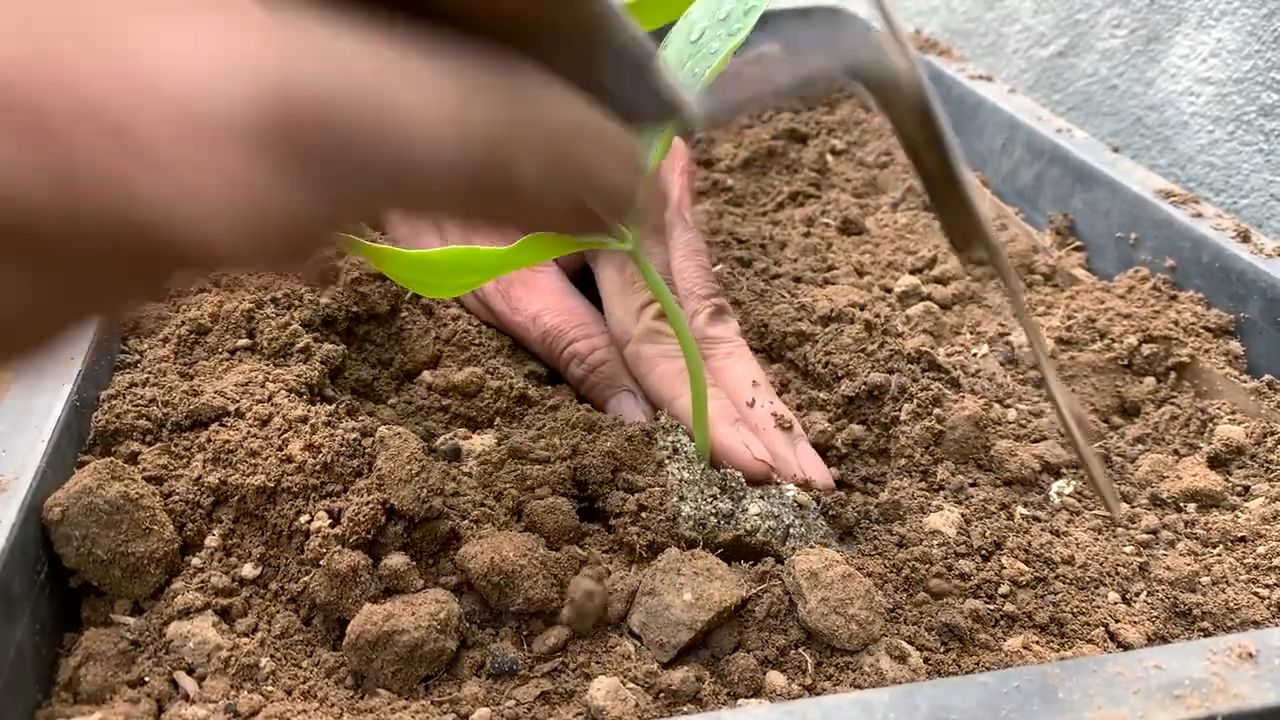 Luffa Anbau Kleiner Raum