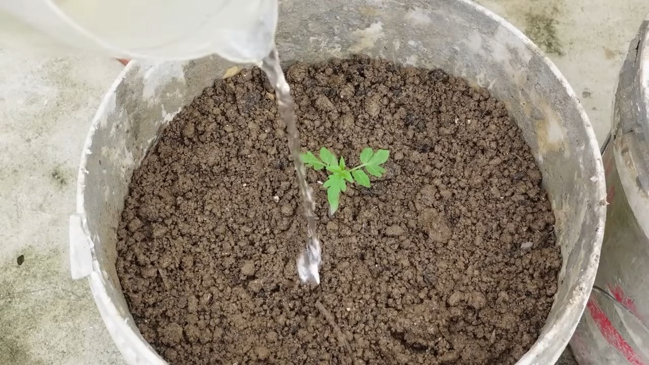 Tomaten drinnen anbauen