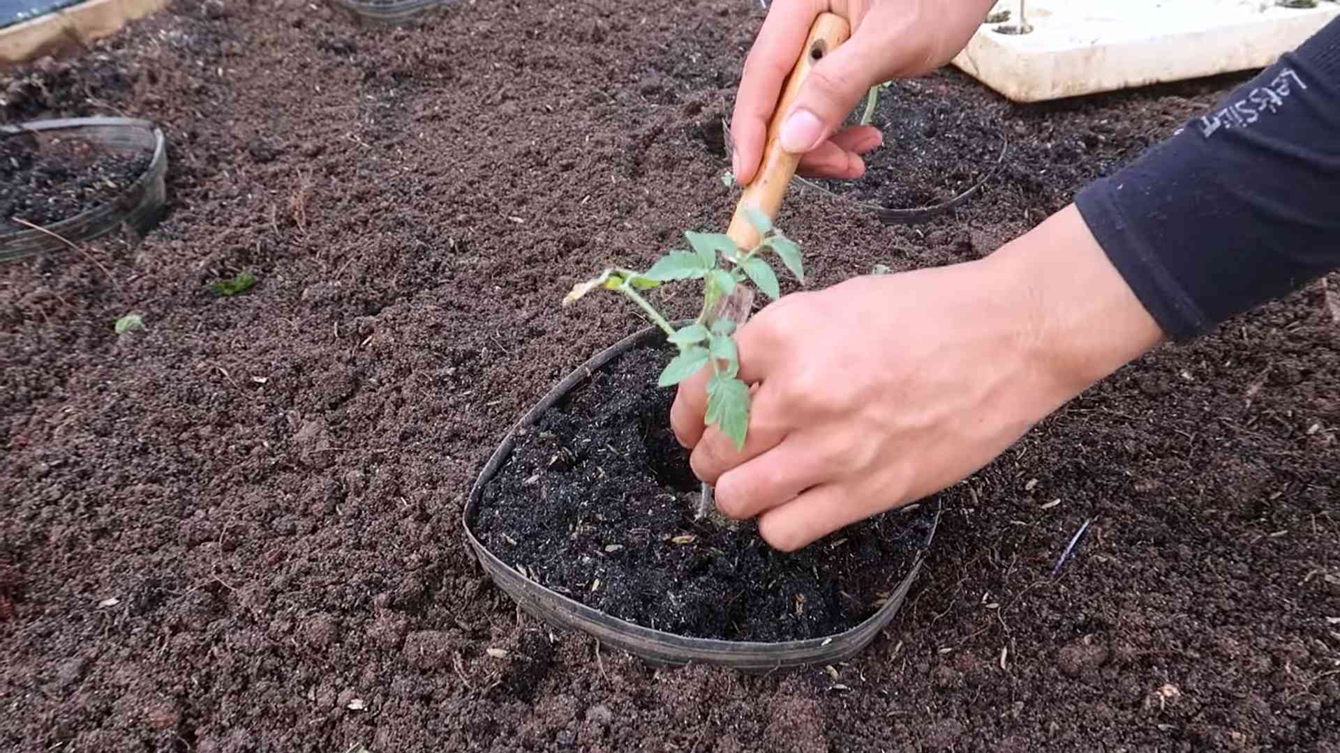 Tomaten anpflanzen ganzjährig