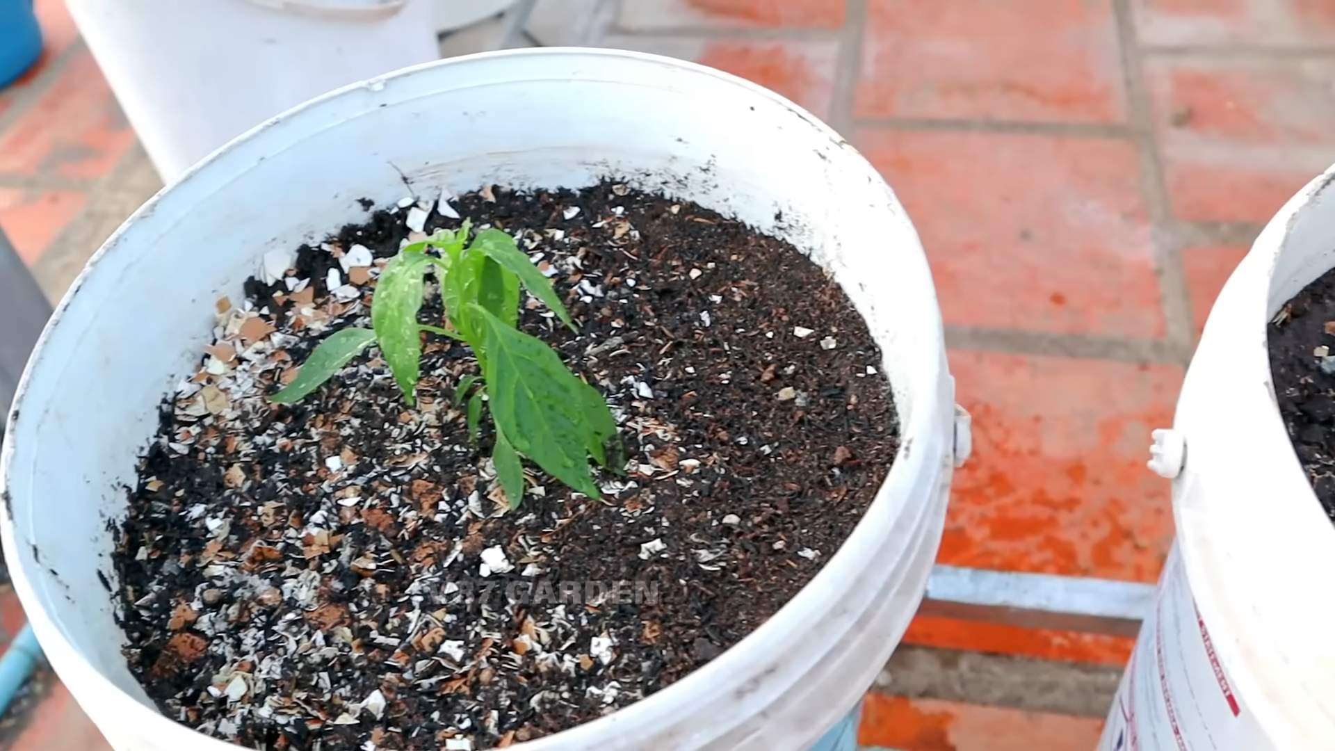 Chilipflanzen im Topf anbauen