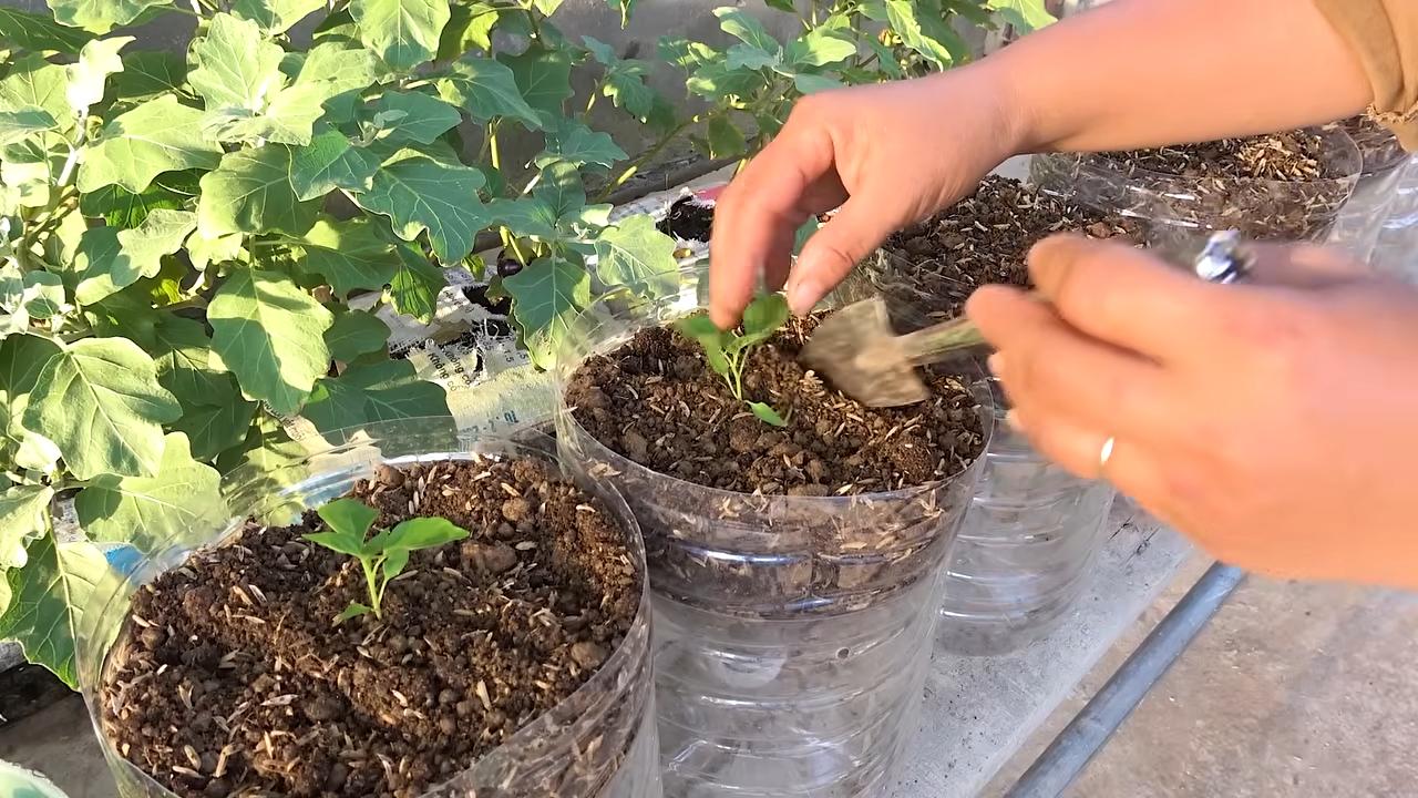 Chili selber anbauen Flasche