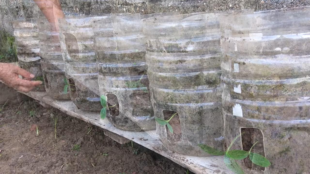 Gurken Ernte in 8 Wochen