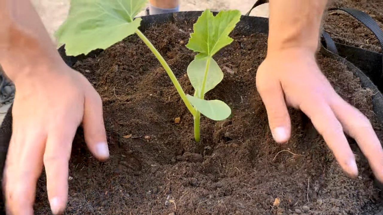 Sommerkürbis Anbau einfach gemacht