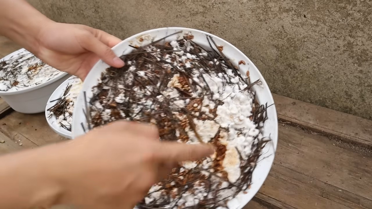 Pilze züchten zu Hause