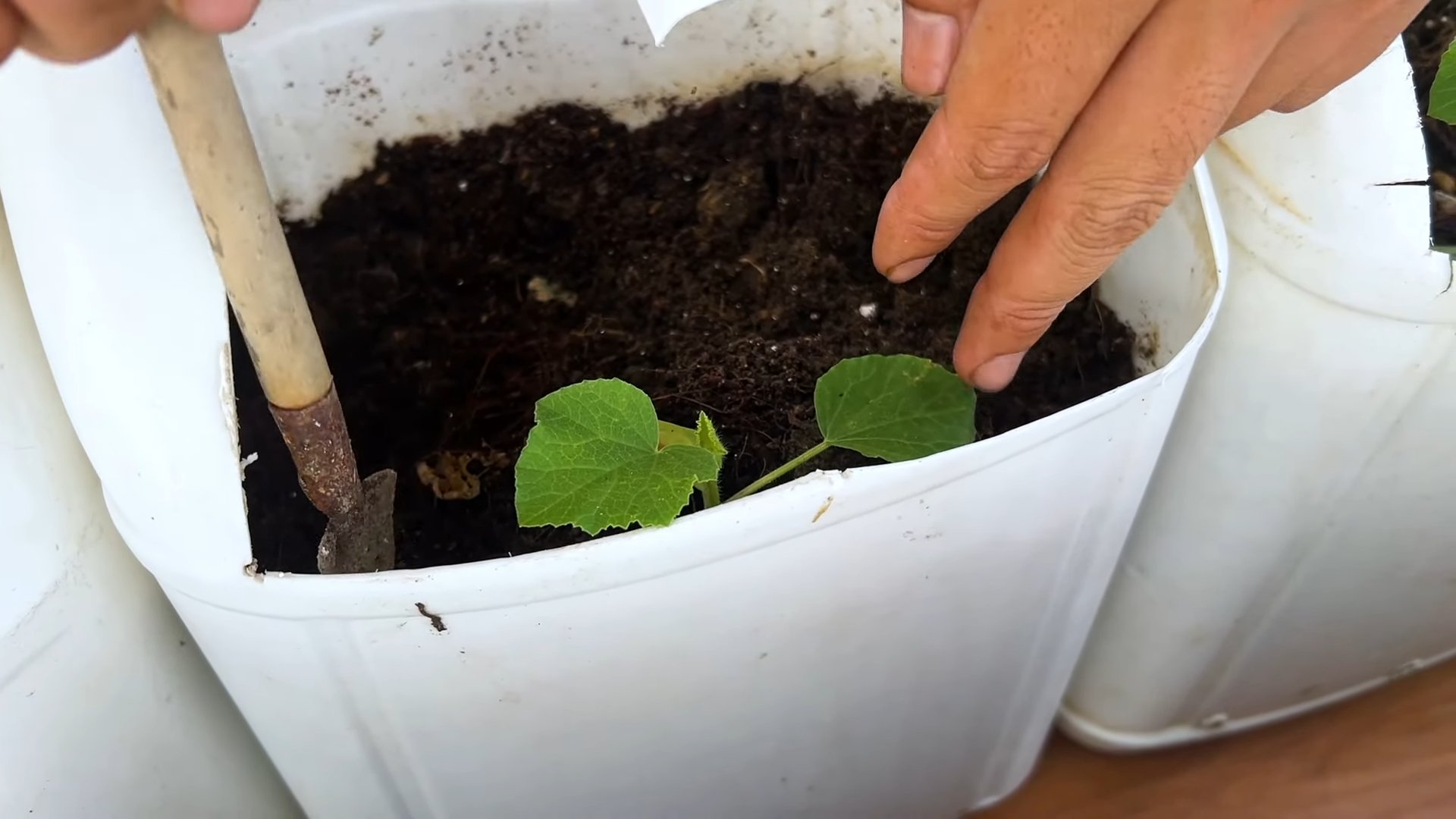 Melonen Anbau im Garten