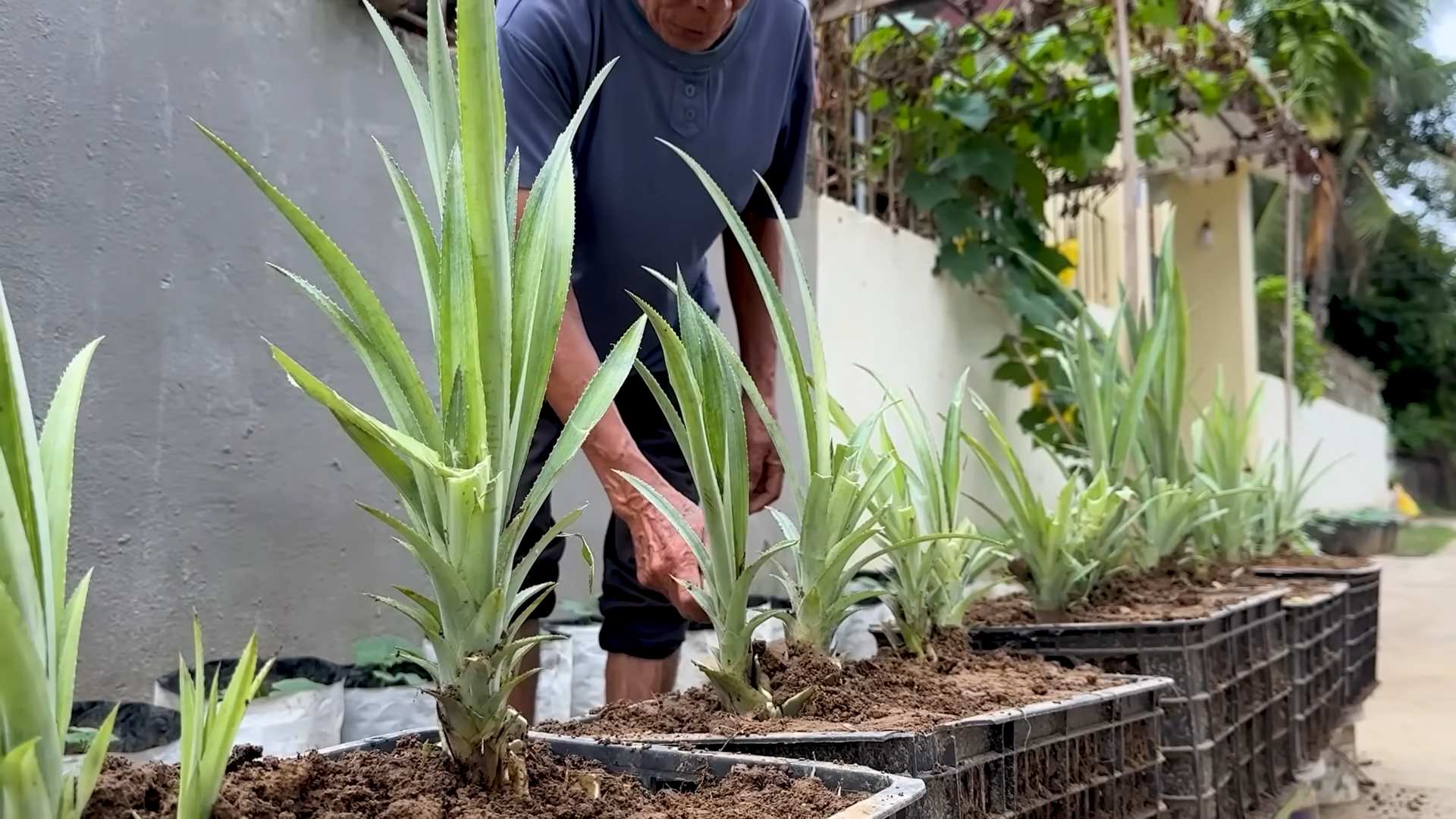 Ananas anpflanzen zu Hause