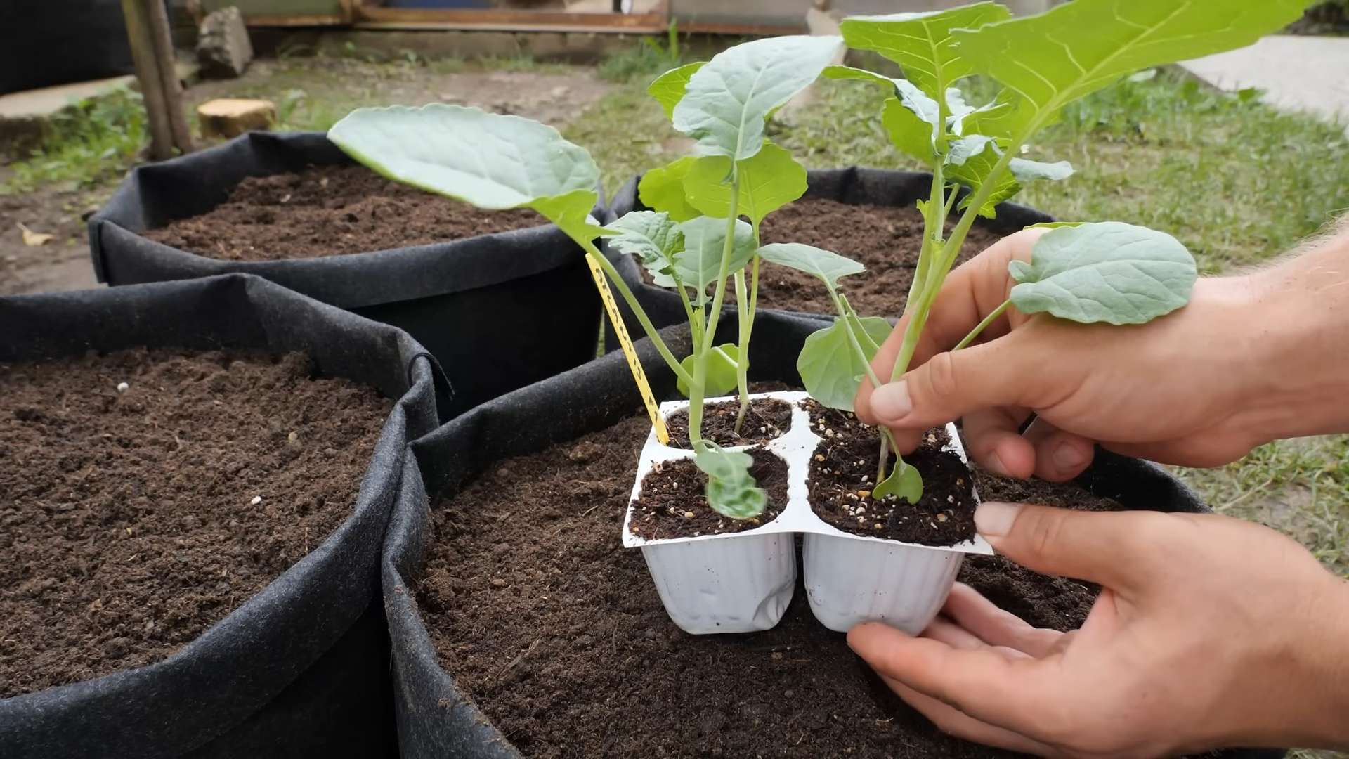 Brokkoli Anbau Einfache Anleitung