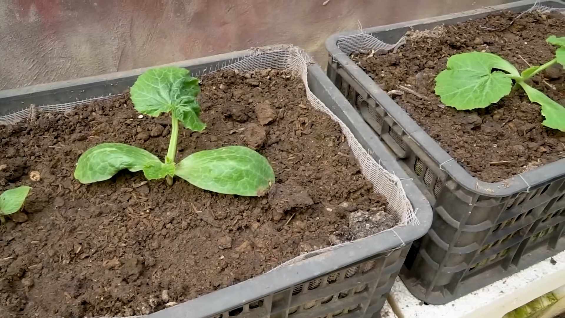 Zucchini Anbau Schritt für Schritt