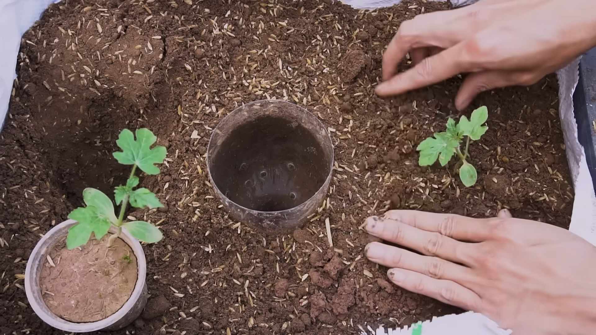 Wassermelone hängend anbauen
