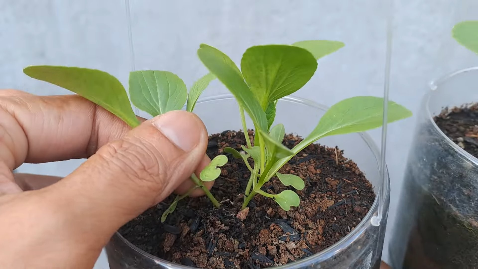 Bok Choy Indoor Anbau