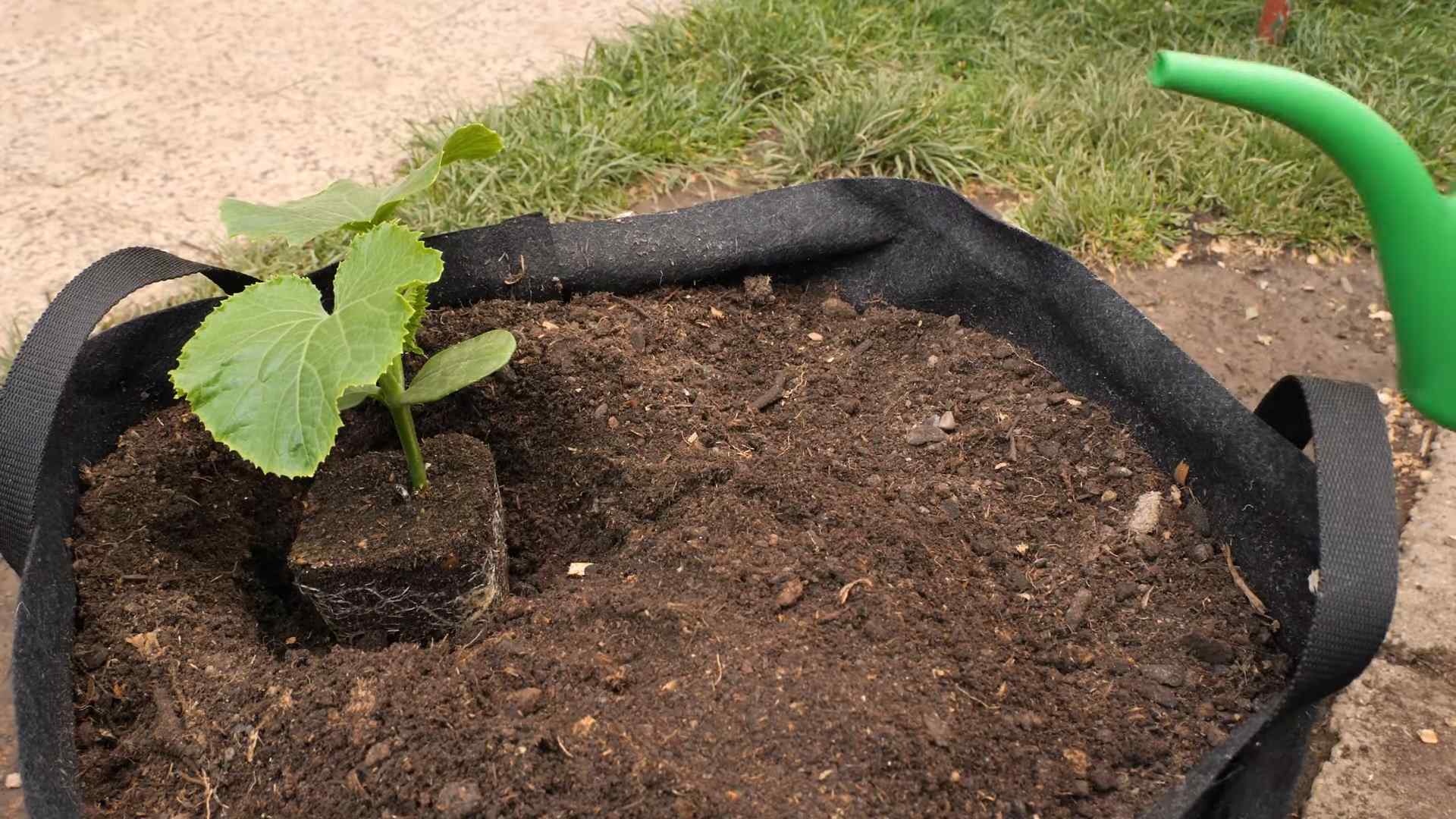 Gurken Ernte verdoppeln