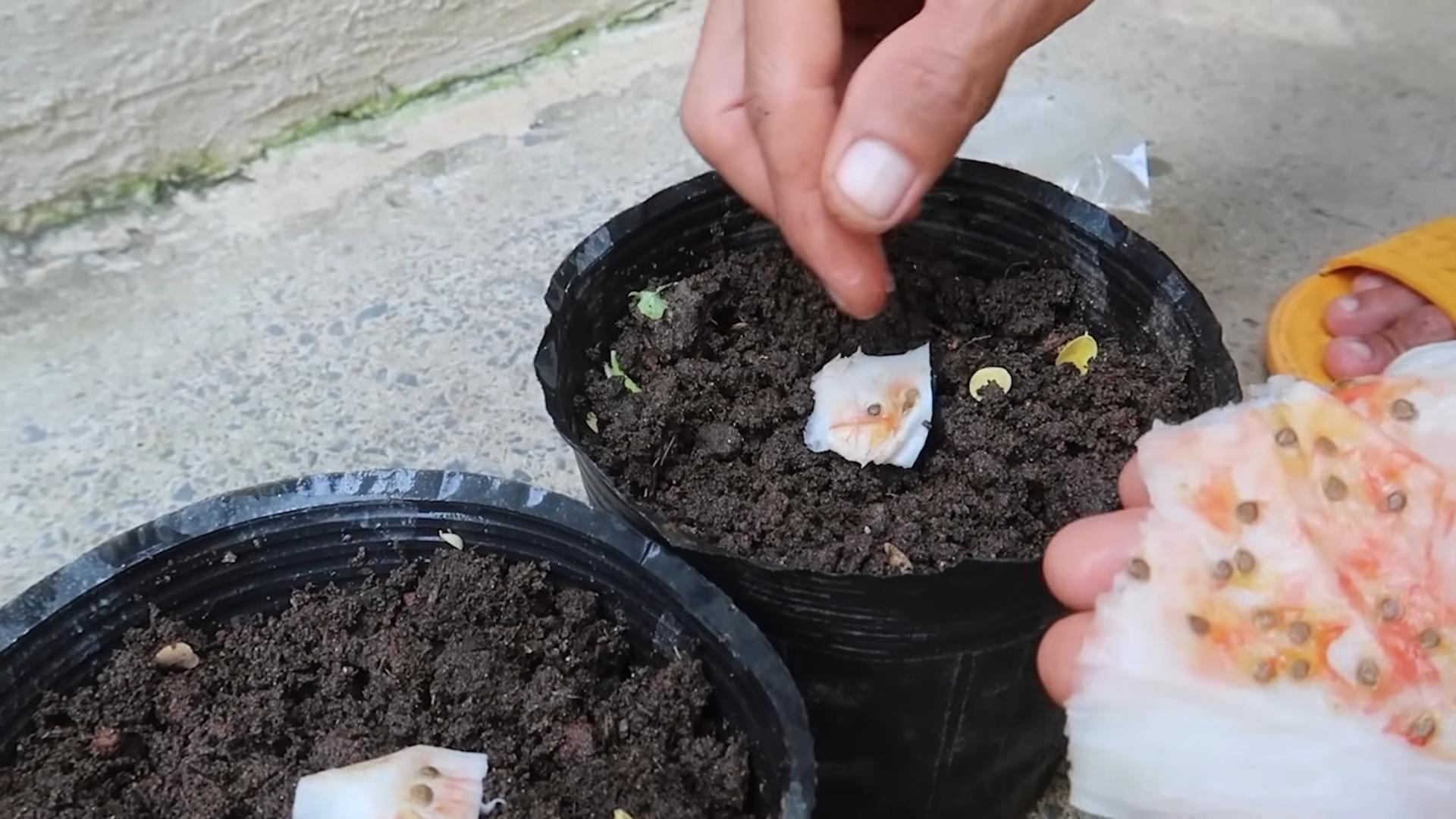 Tomaten drinnen anpflanzen