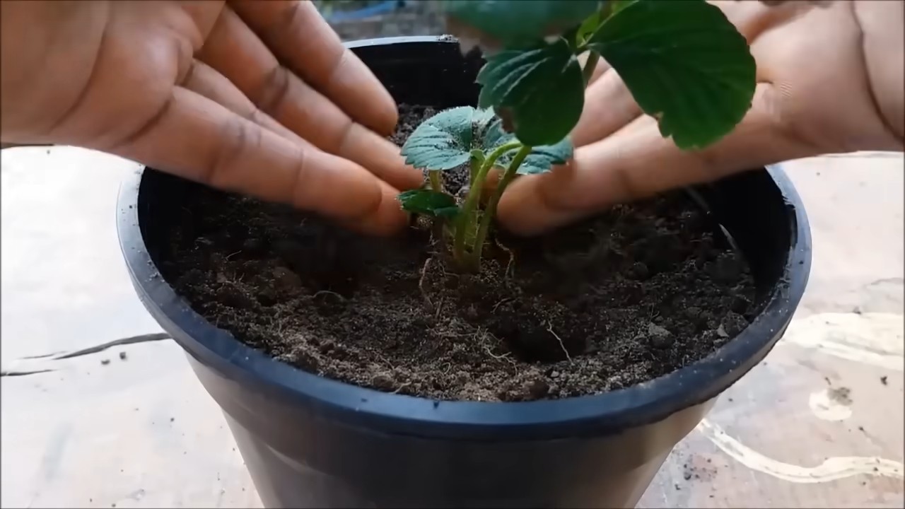 Erdbeeren einfach anbauen
