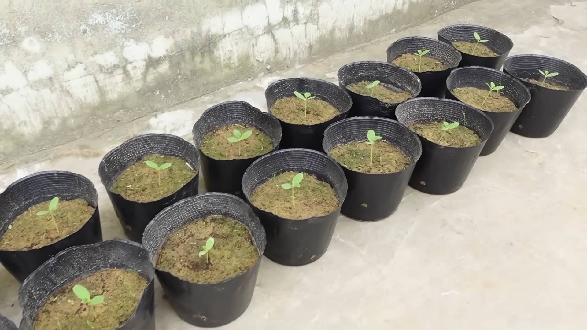 Melonen anpflanzen heimischer Garten