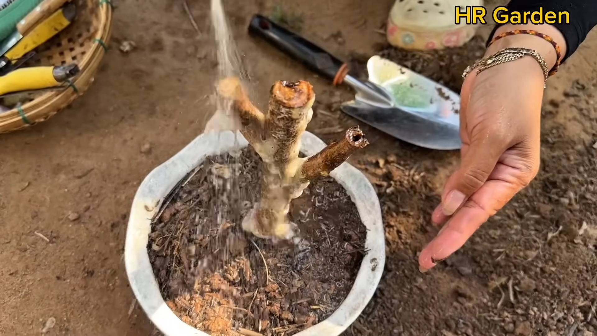 Spargel auf Terrasse anbauen