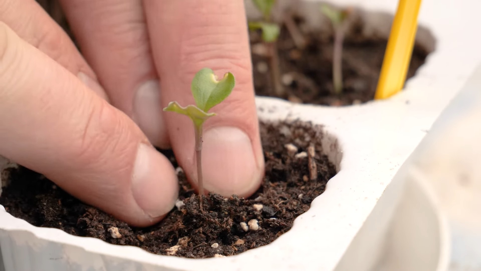 Blumenkohl Anzucht Anleitung Anfänger