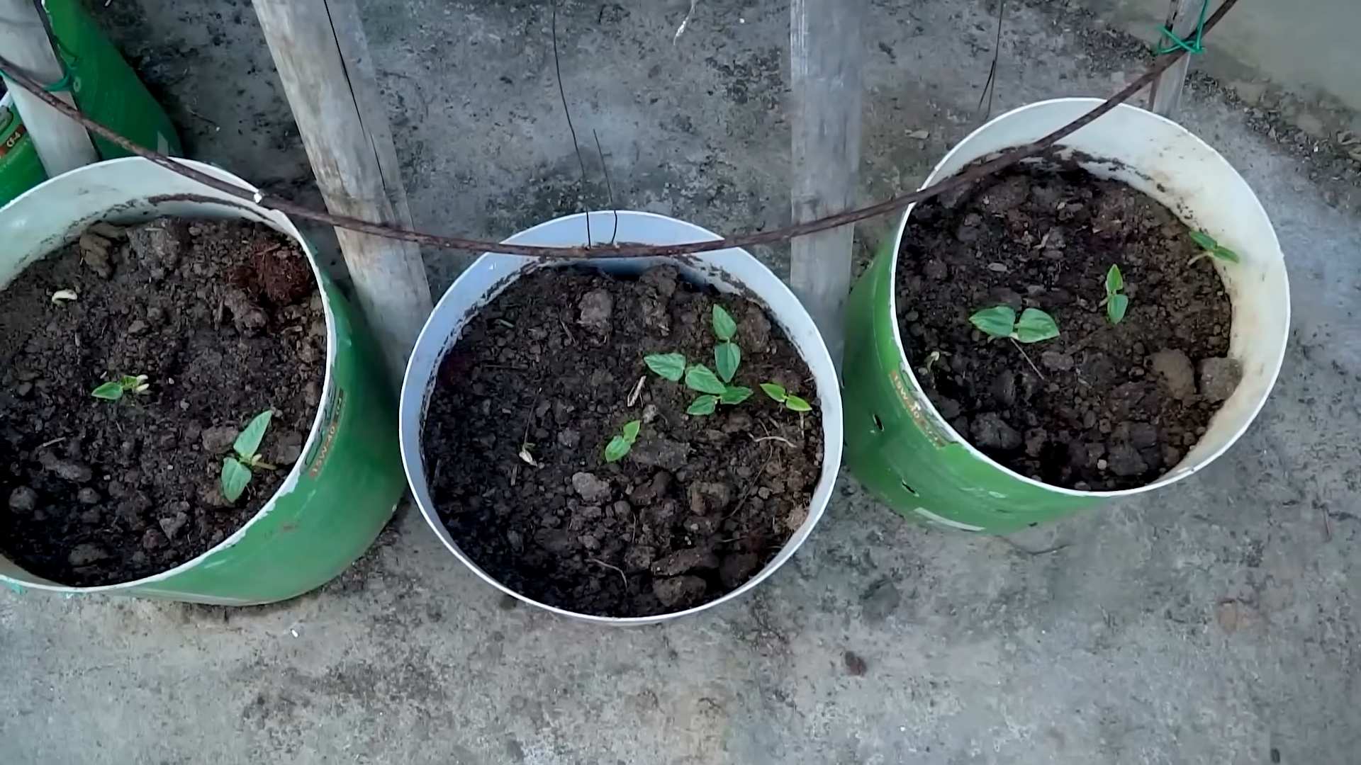 Tomaten Anbau Tricks