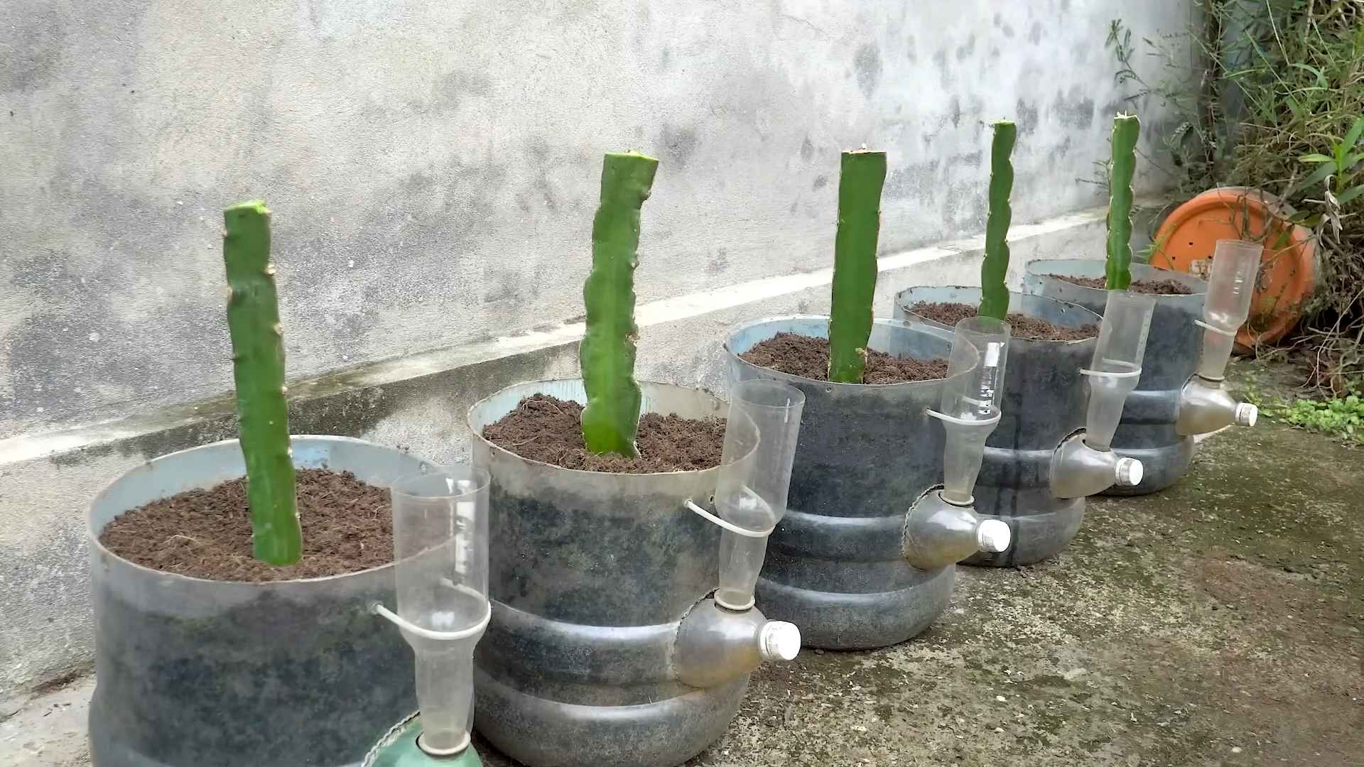 Rote Drachenfrucht selber ziehen