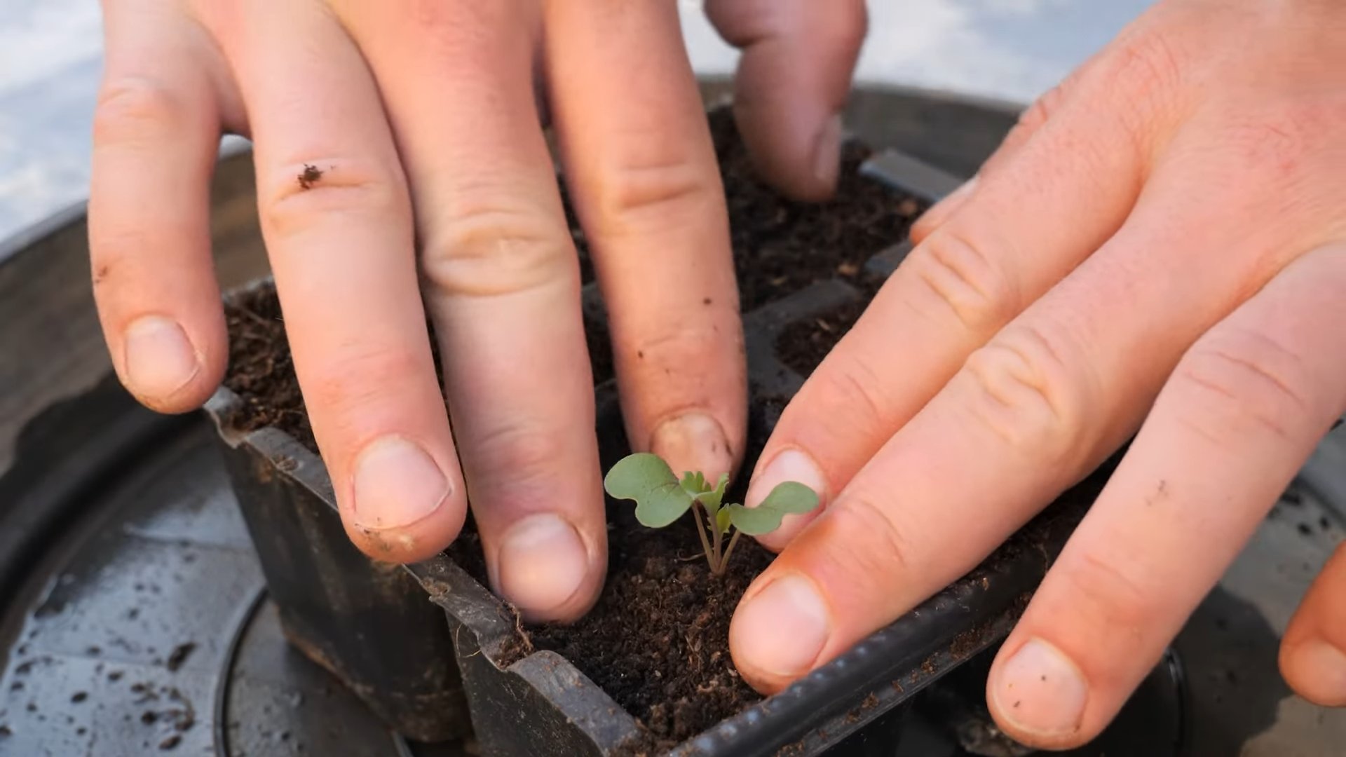 Kohl ohne Garten anbauen