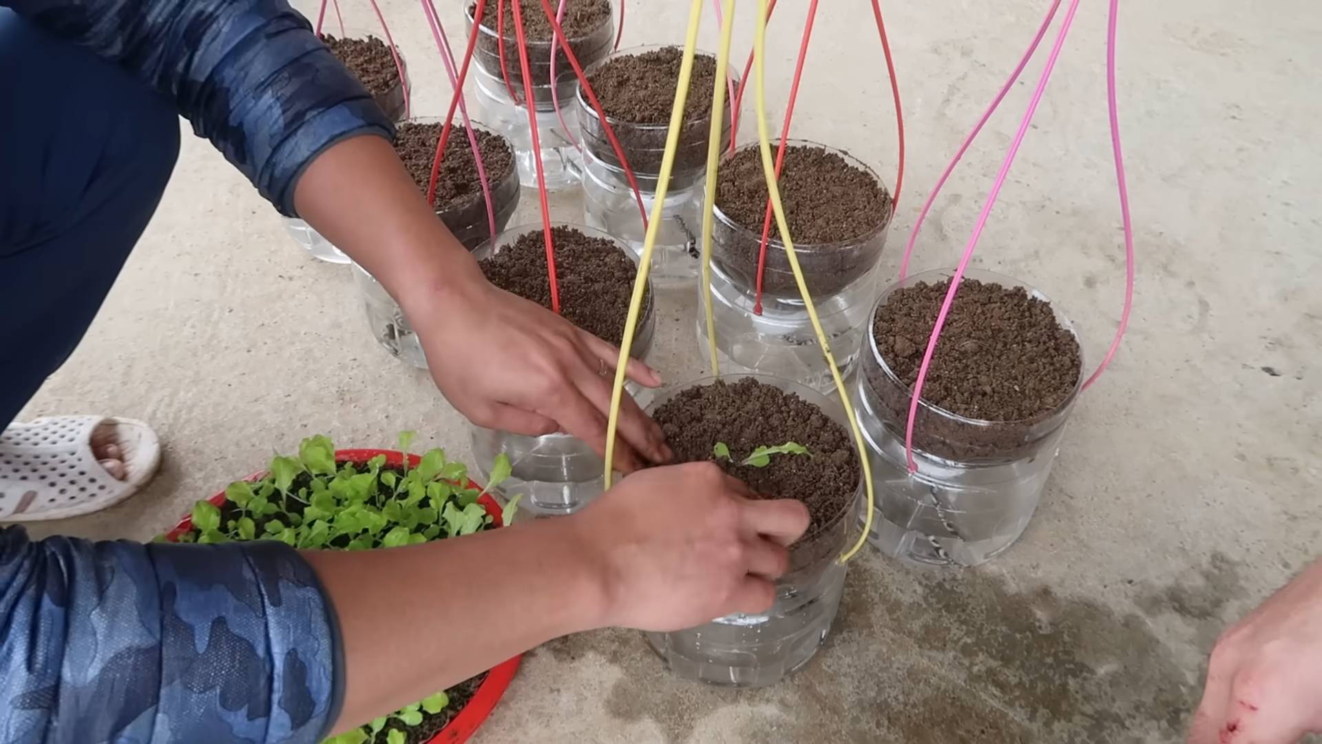 Hängegarten Salat Bewässerungsfrei DIY