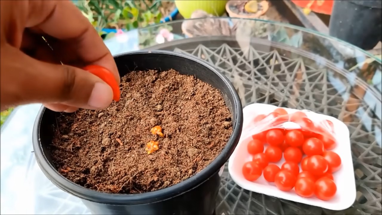 Kirschtomaten Anbau Tipps