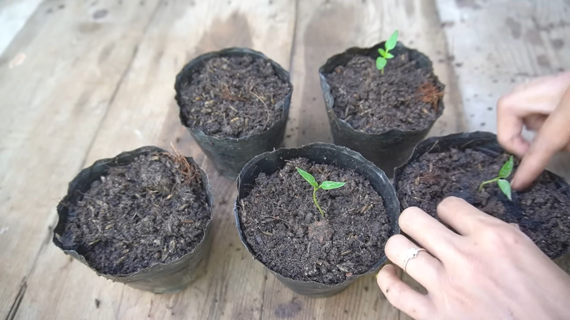 Lila Paprika Indoor Anbauen