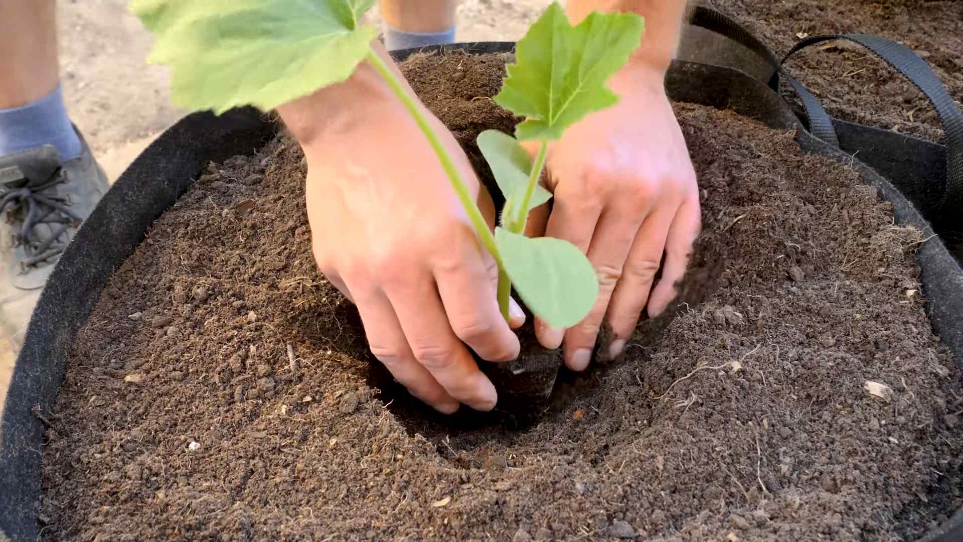 Sommer Kürbis im Topf anbauen