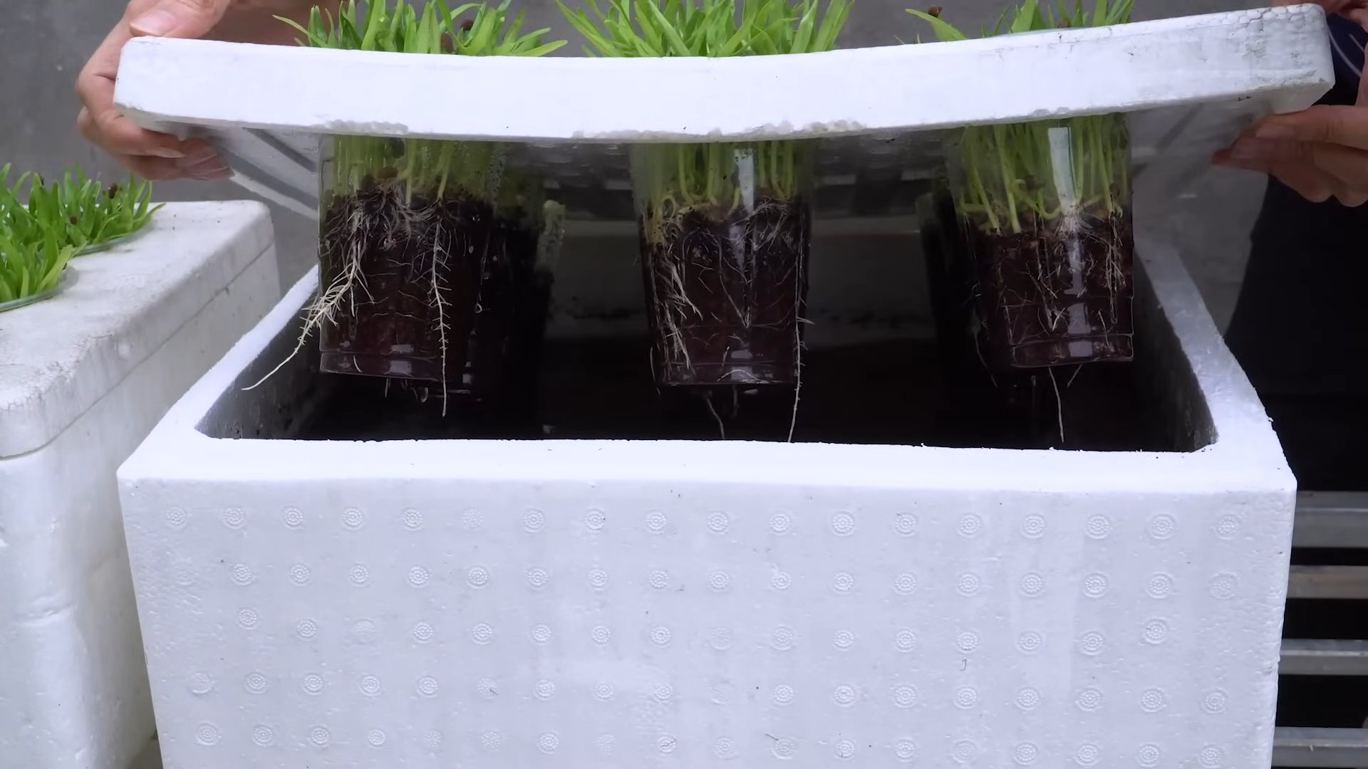Wasserspinat Anbau für Anfänger