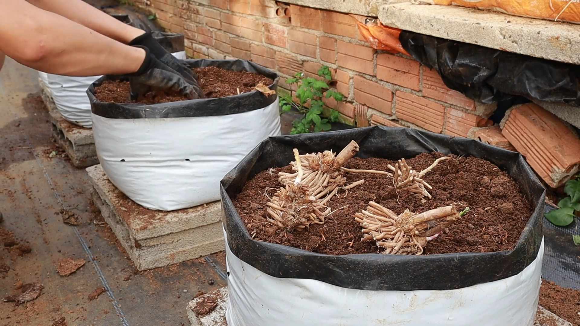 Spargel Anbau Einfach Gemacht