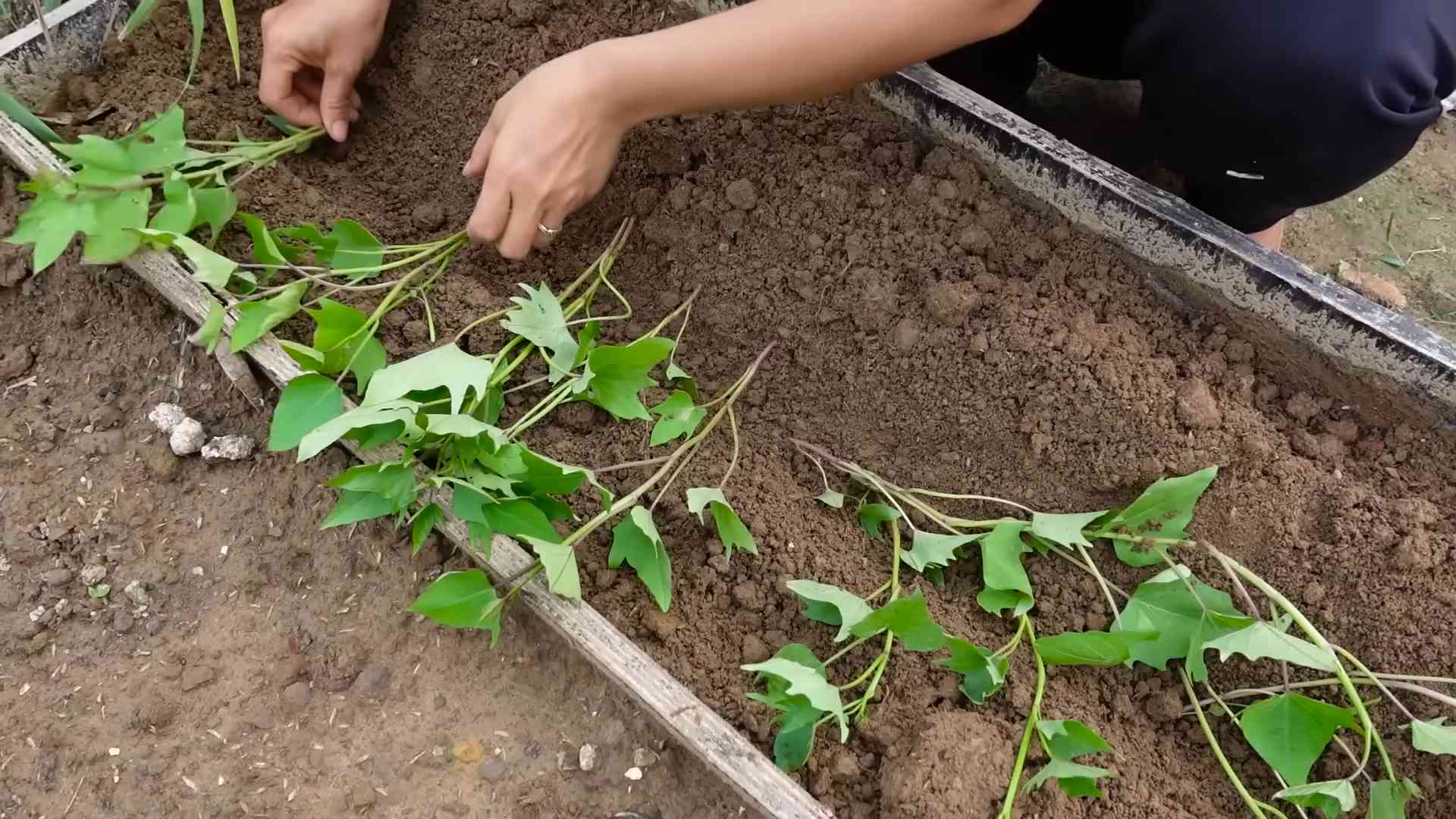 Süßkartoffeln anbauen Ernte maximieren