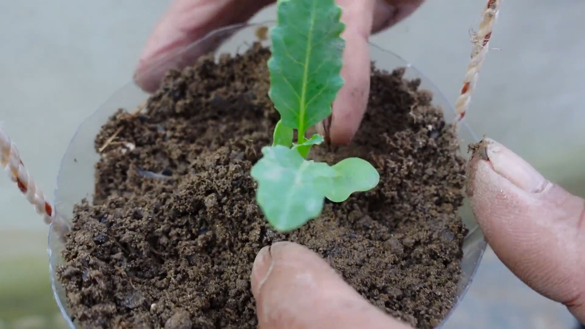 Kohlrabi Anbau Einfach Gemacht