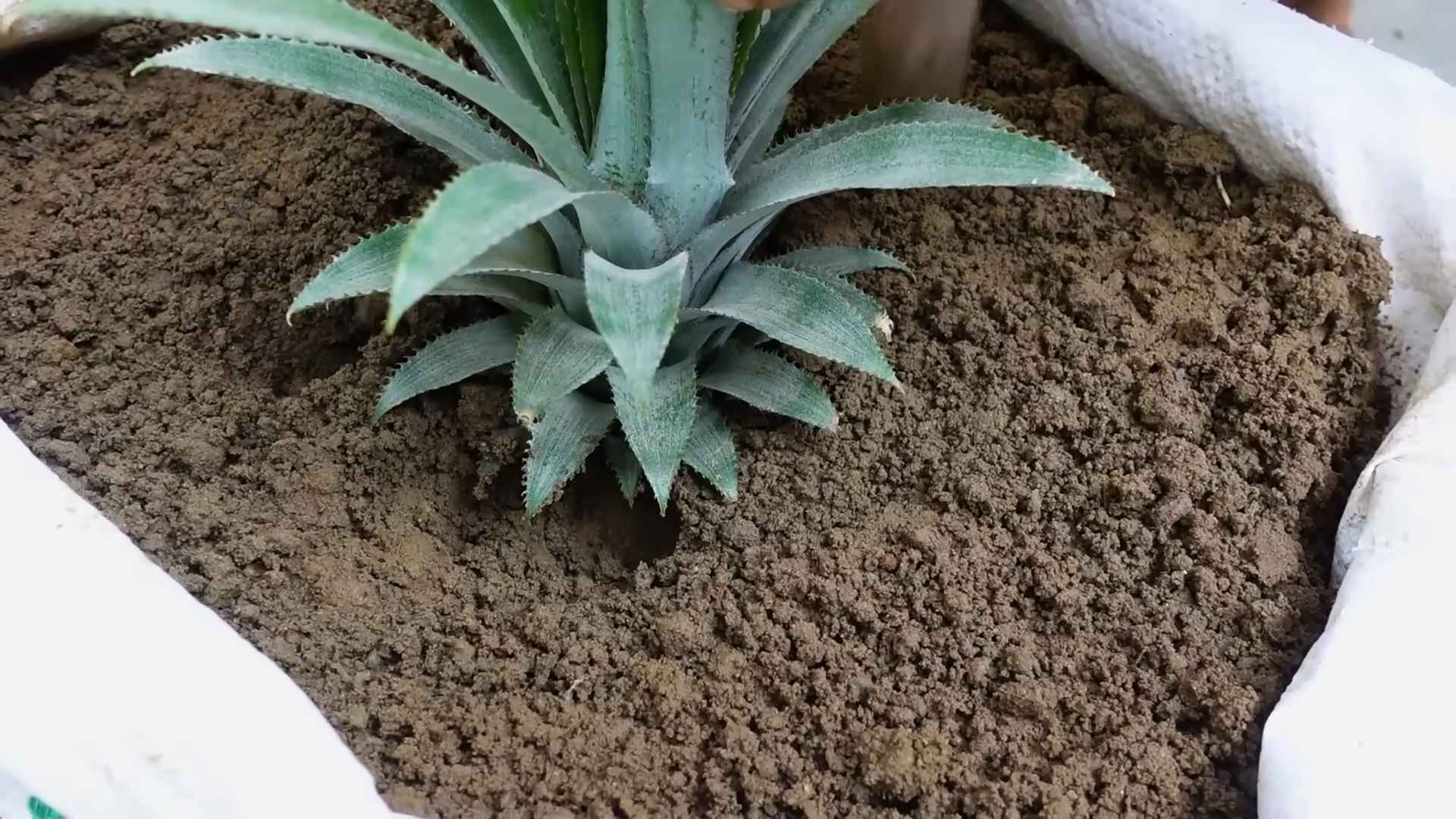 Ananas anbauen einfach