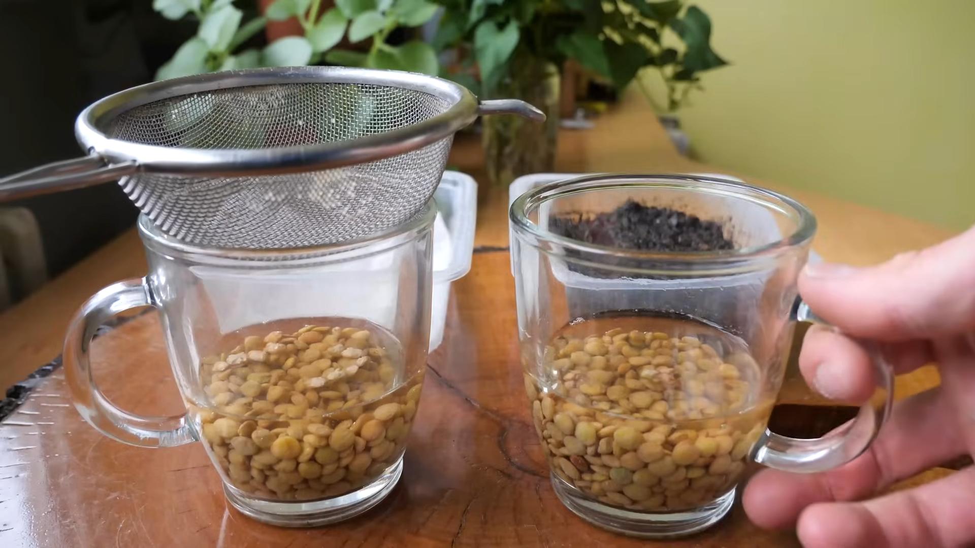 Microgreens Fensterbank ziehen