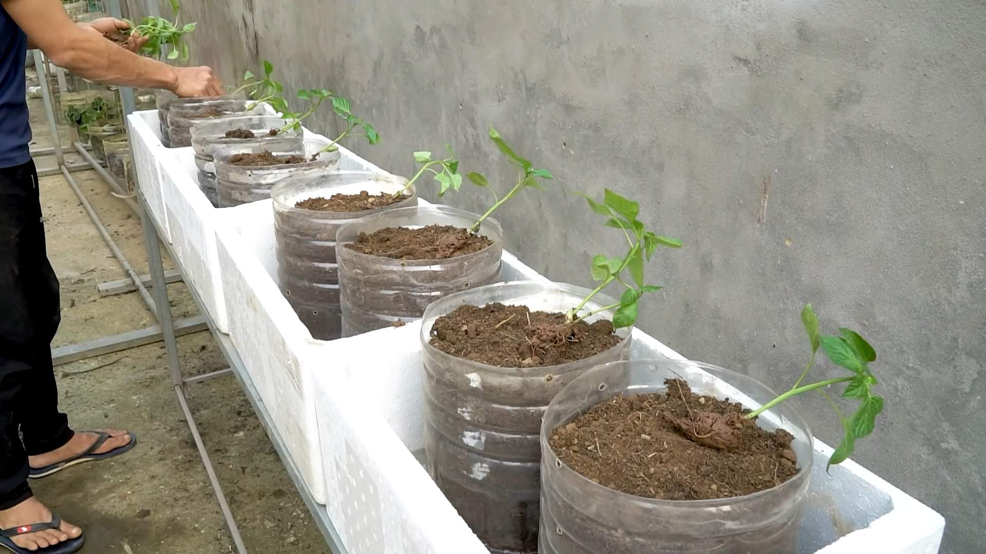 Paprika Anbau Seltene Sorten