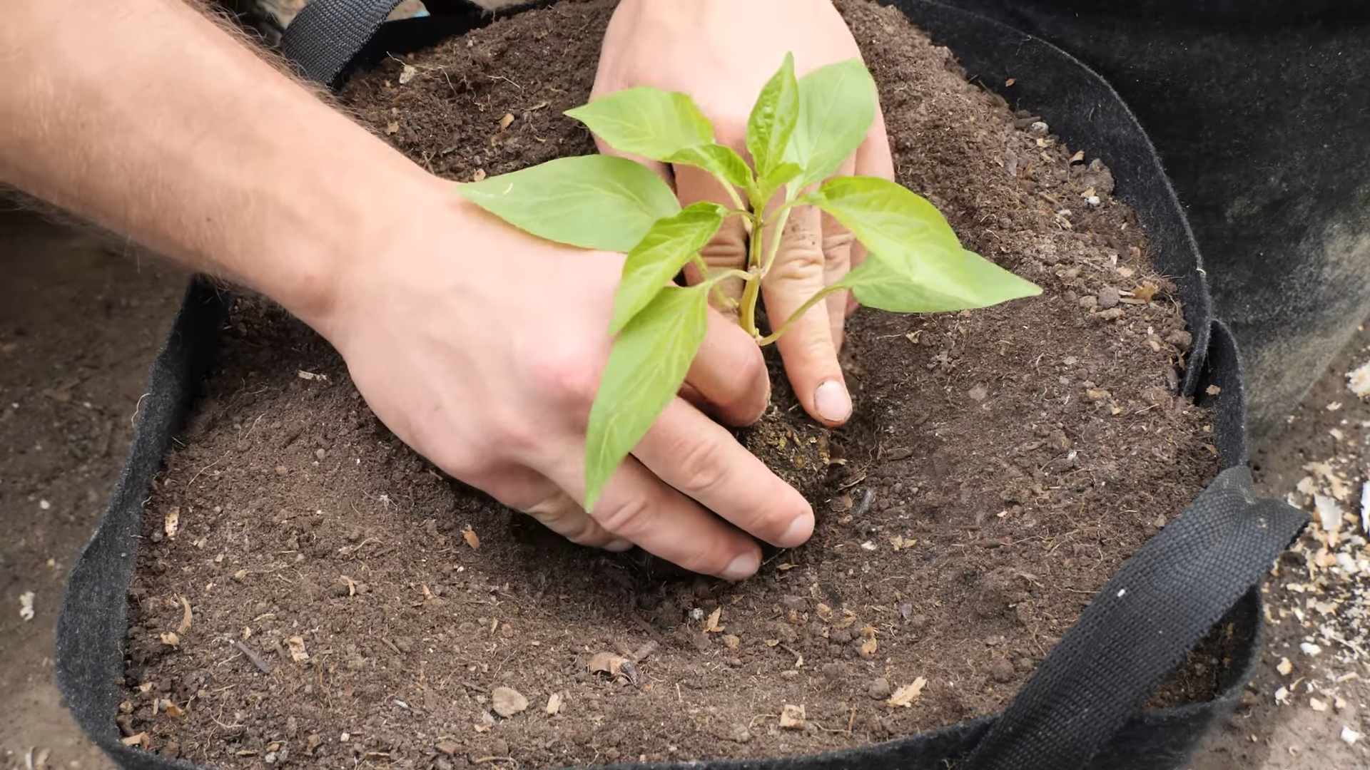 Indoor Paprika Garten anlegen