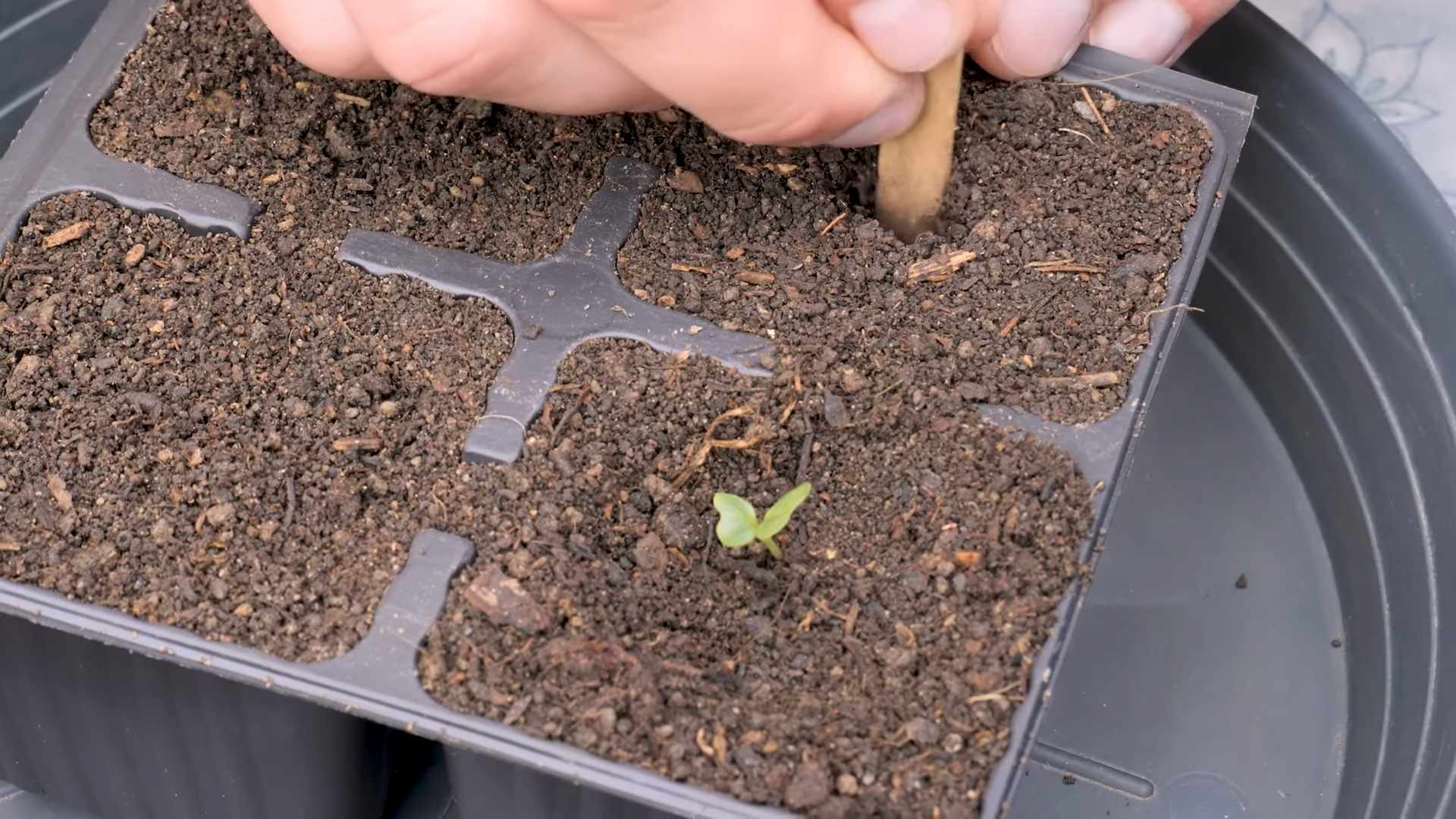Romanesco Blumenkohl Anbau Anleitung