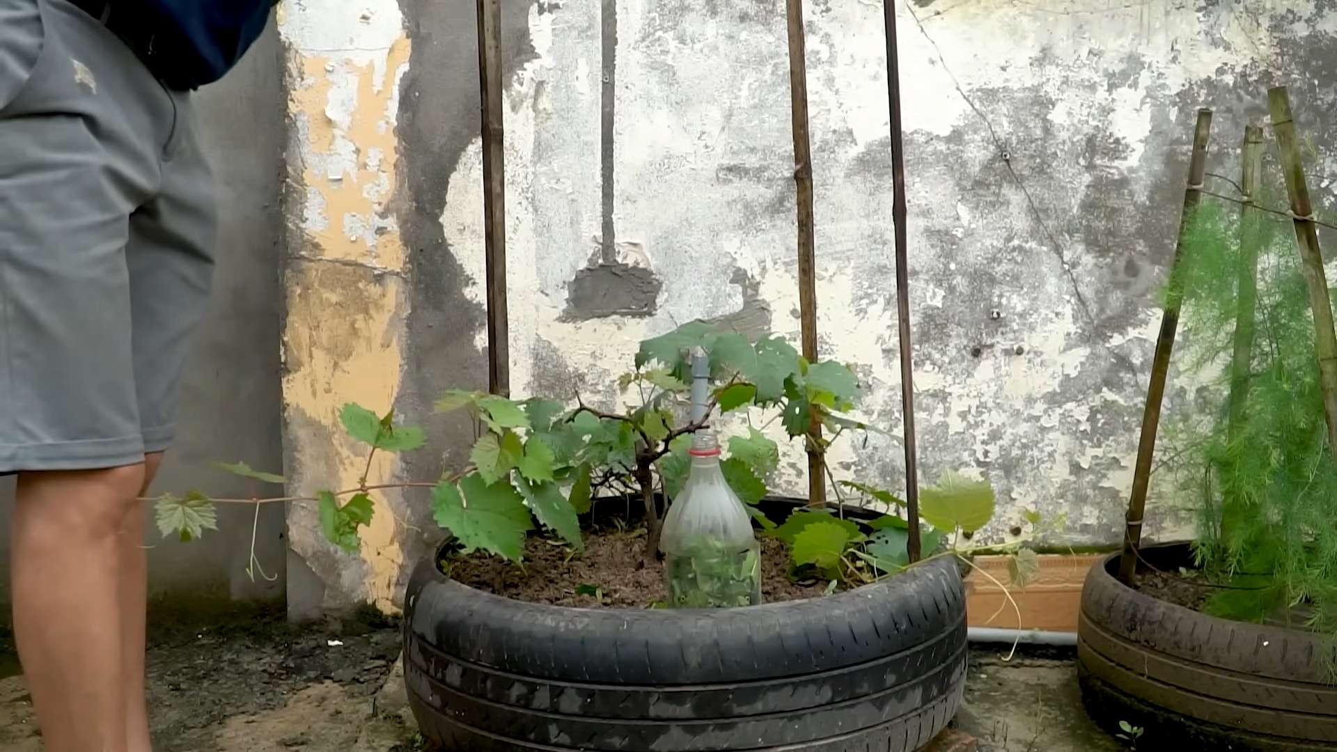Reifen Trick Traubenanbau