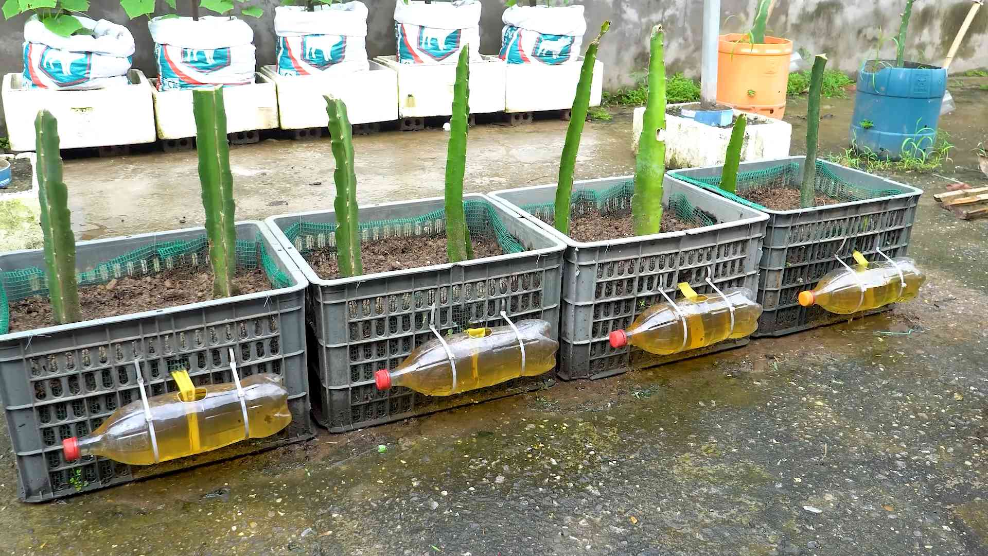 Drachenfrucht Anbau Anleitung