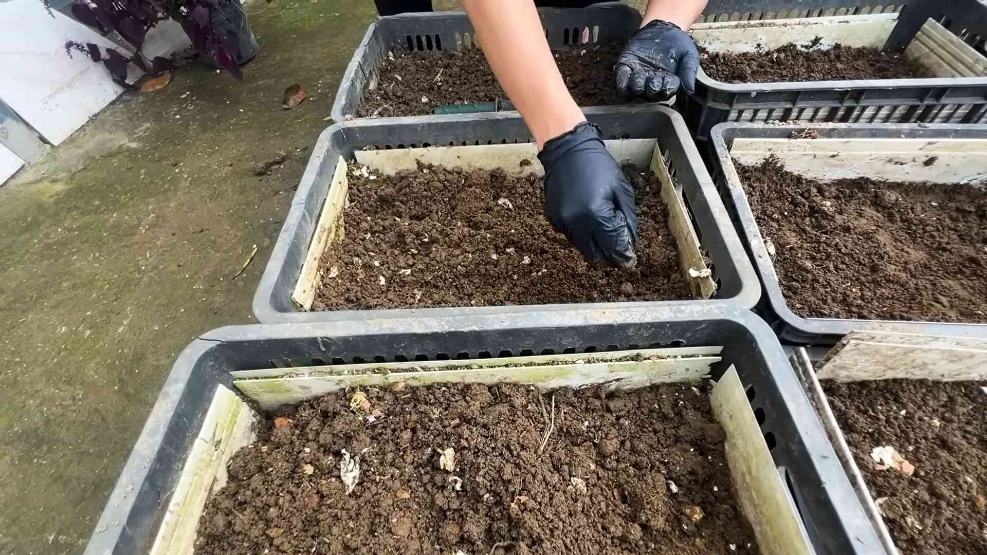 Karotten im Topf anbauen